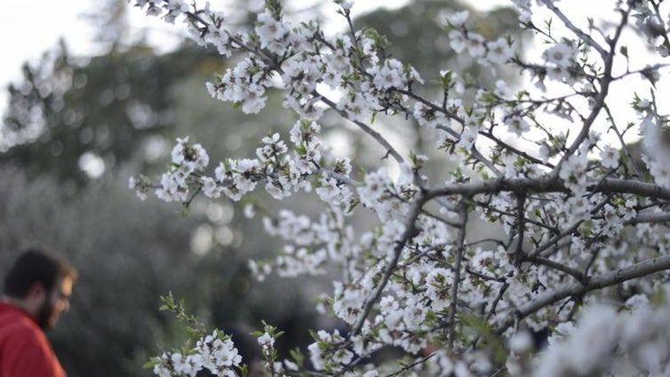 Madrid ya es primavera