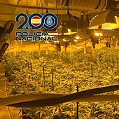 Cae una banda criminal dedicada al narcotráfico con 400 plantas de cannabis en Valencia