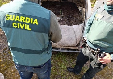 Seis investigados por el hurto de más de dos toneladas de aceitunas en Montilla y Espejo