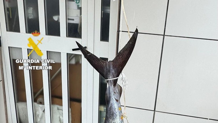 Hallan un atún de 27 kilos pescado ilegalmente y oculto bajo una toalla en un barco en Castellón