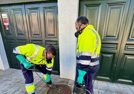 Ciudad Real traslada tranquilidad ante una «afectación moderada» de la procesionaria del pino