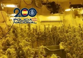 La Policía Nacional desmantela una red de cultivos de marihuana en Toledo e interviene casi 6.000 plantas