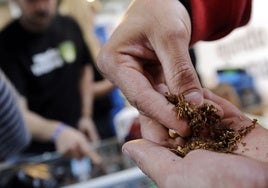 Más cannabis, menos tabaco y el doble de alcohol entre las sustancias que consumen los madrileños