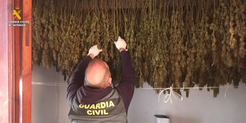 Queman 200 plantas de marihuana en su chimenea y les pillan por el olor y el humo