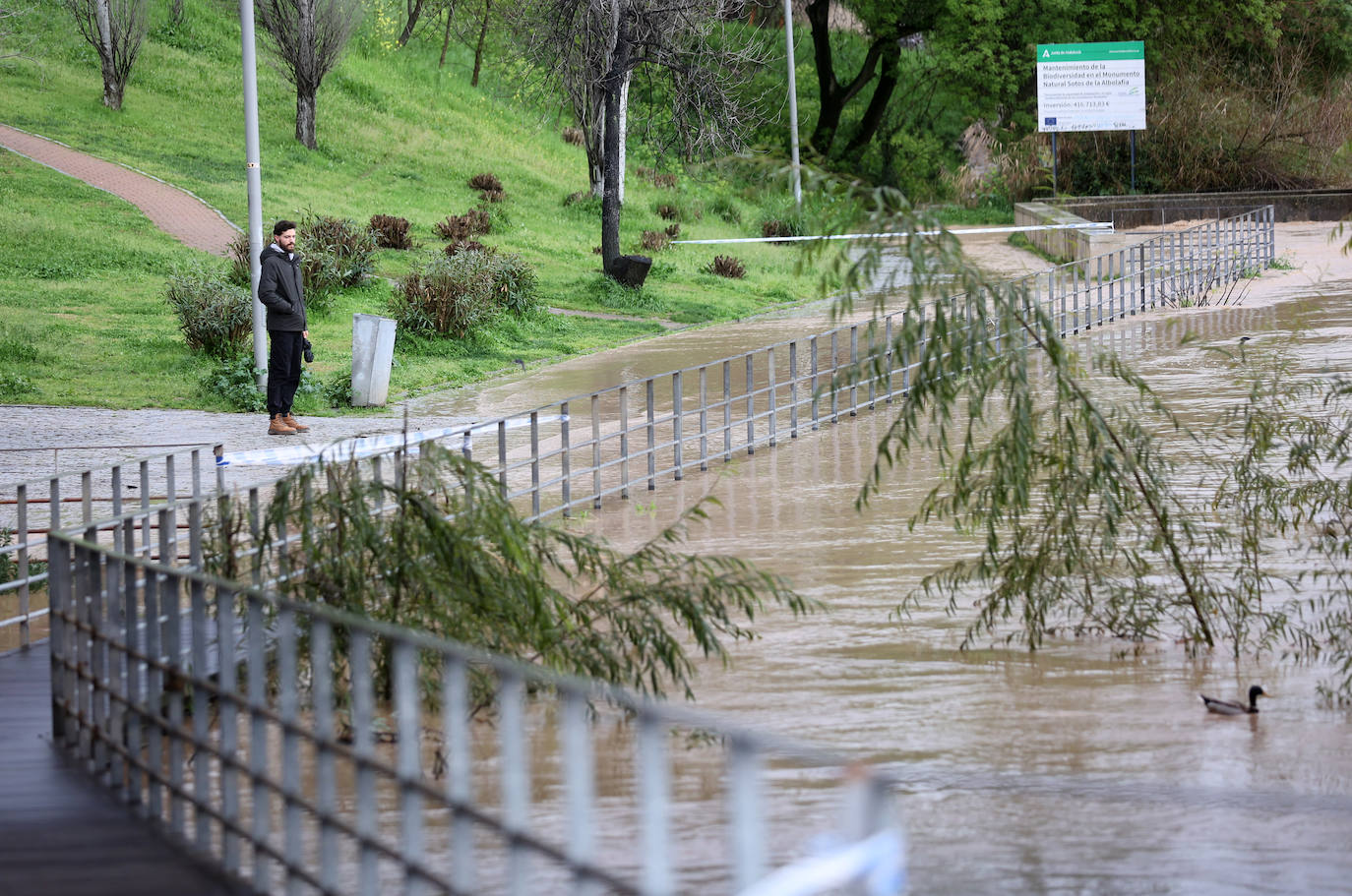 La espectacular subida del nivel del río Guadalquivir, en imágenes
