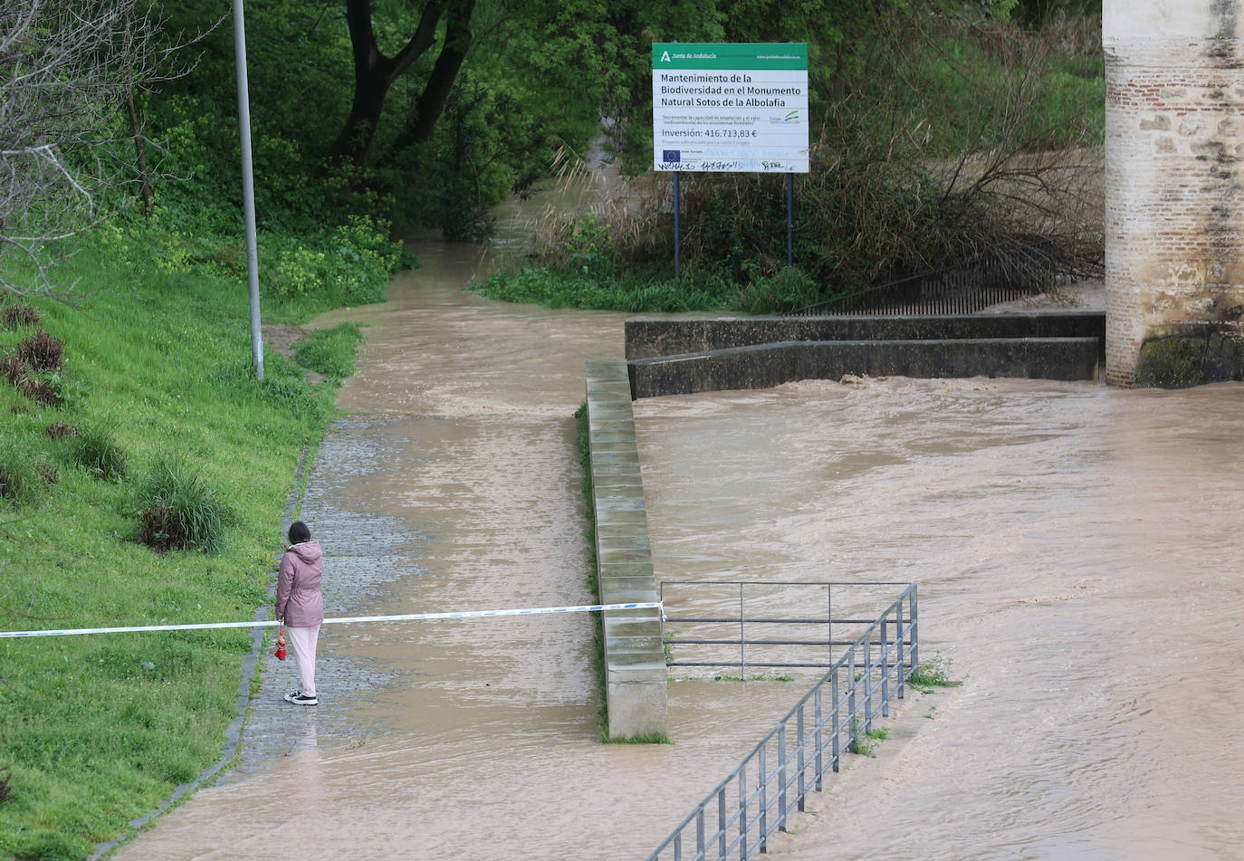 La espectacular subida del nivel del río Guadalquivir, en imágenes
