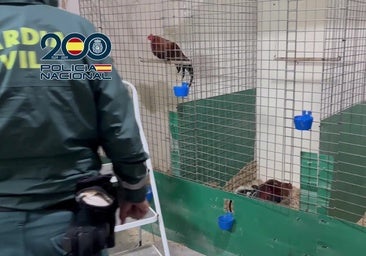 Detienen a 22 traficantes de cocaína junto a un instituto con 112 gallos de pelea y tras blanquear 324.000 euros