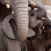 Bioparc Valencia celebra una «fiesta» por el primer cumpleaños del elefante Malik
