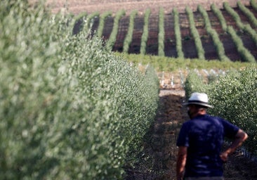 La Junta de Andalucía abona 244 millones de la PAC a 37.000 productores