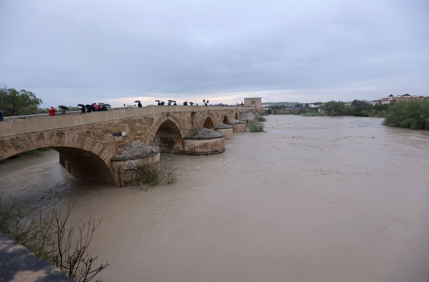 El impetuoso cauce del río Guadalquivir a su paso por Córdoba, en imágenes