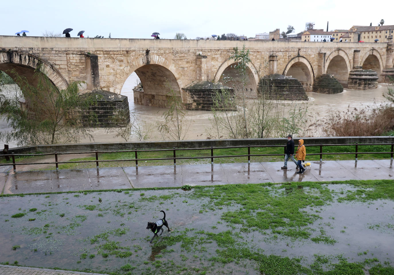 El impetuoso cauce del río Guadalquivir a su paso por Córdoba, en imágenes