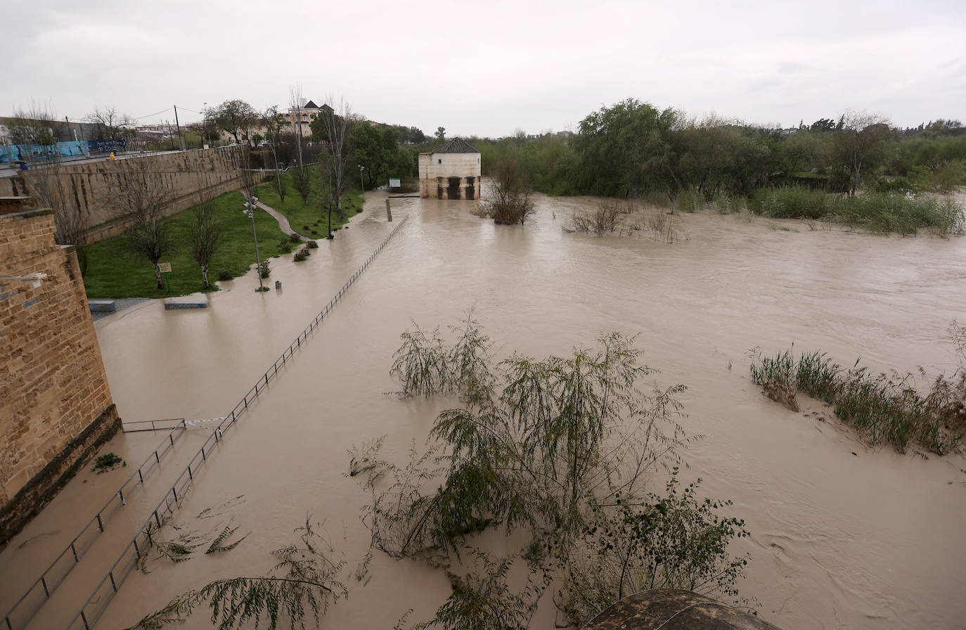 El impetuoso cauce del río Guadalquivir a su paso por Córdoba, en imágenes
