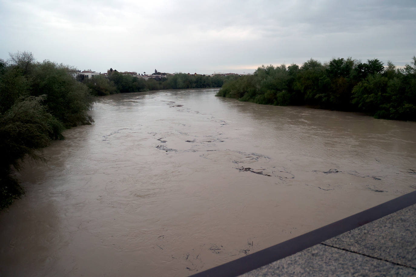 El impetuoso cauce del río Guadalquivir a su paso por Córdoba, en imágenes