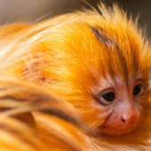Nacen en Tenerife dos bebés de tamarino, una especie en peligro de extinción