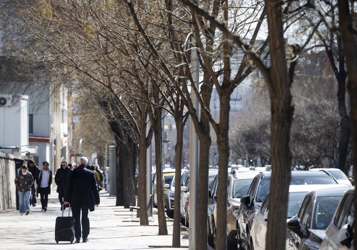 Hilera de árboles en Madrid