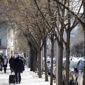 Hilera de árboles en Madrid