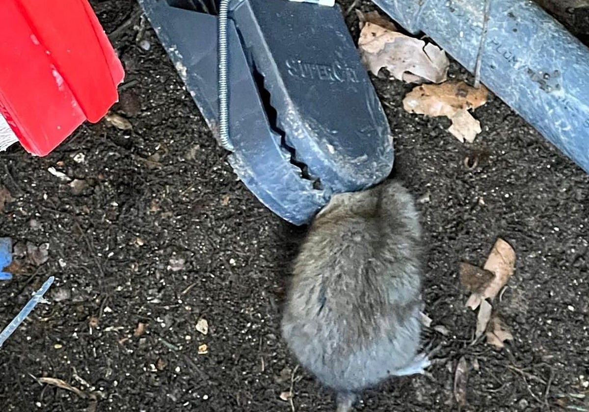 El PSOE denuncia la «alarmante proliferación» de ratas en Toledo en barrios como Valparaíso y La Legua