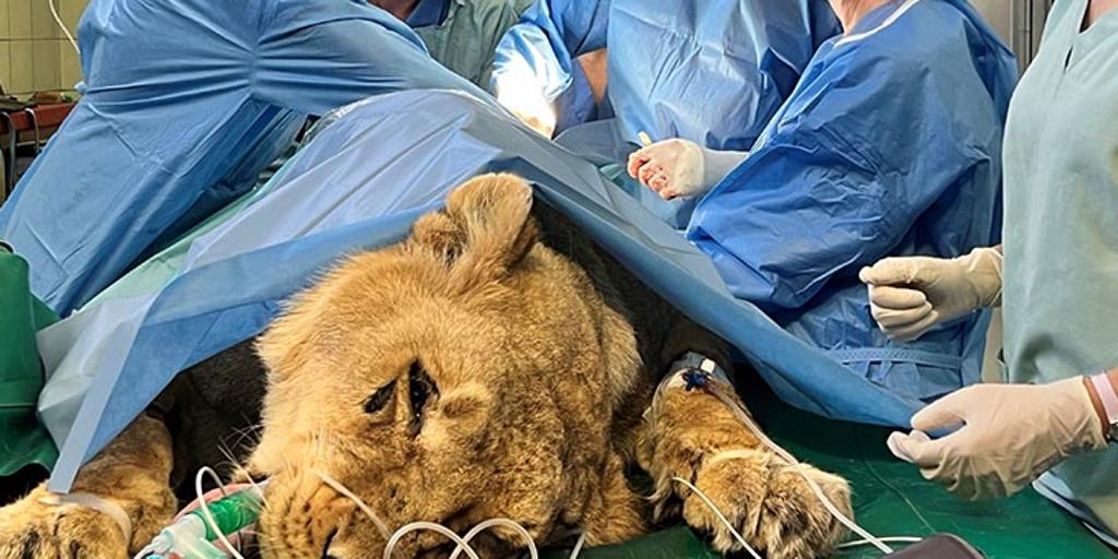 Salvan a Kira, una leona del zoo de Madrid que padecía un tipo de cáncer poco frecuente