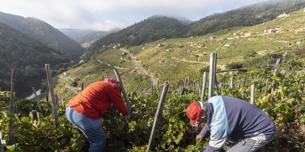 Unas 300 familias viticultoras no consiguieron vender uva por el exceso de stock en la Ribeira Sacra