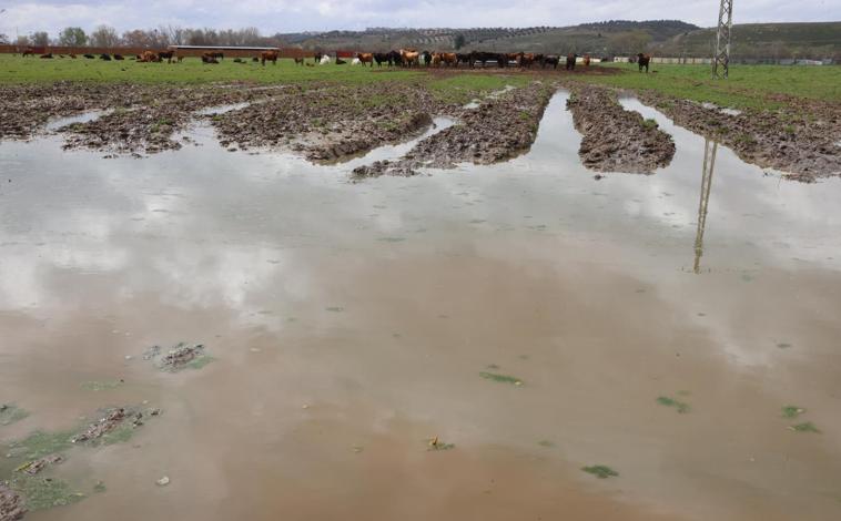 Imagen principal - La crecida de los ríos arruina a los agricultores: «Ha arrasado con todo»