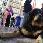 La ciudad de Galicia donde hay el doble de perros y gatos que niños contará con el primer cementerio público de mascotas de España