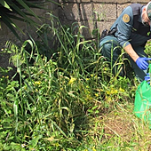 Decapita a su chihuahua y le deja la cabeza como advertencia al dueño en la puerta en Tegueste (Tenerife)