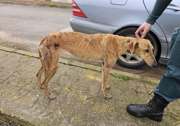 Dos investigados por la muerte de una galga y su cachorro
