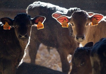 La vaca rubia gallega que enamoró a Superman