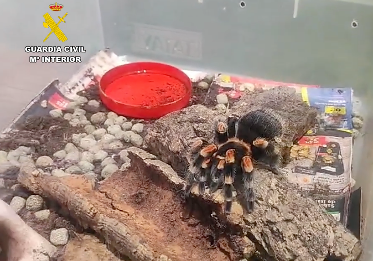 Tarántulas, un escorpión venenoso sin antídoto y serpientes pitón, entre los animales ilegales incautados en Canarias