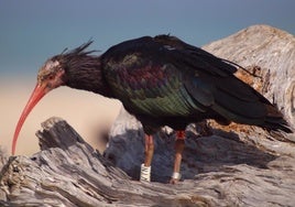 Matan de un disparo a uno de los ibis que llegaron a España guiados por un ultraligero desde Austria