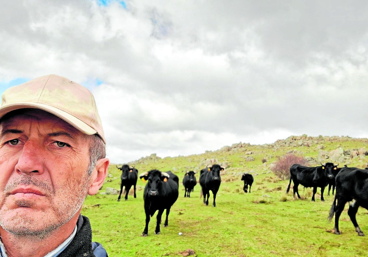 José Antonio, con sus vacas y terneros de raza avileña en Navas de San Antonio (Segovia)