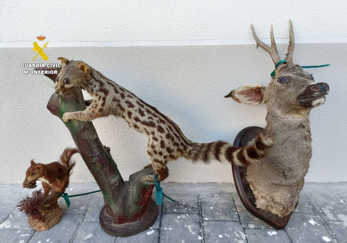 Imagen de los animales naturalizados decomisados a un hombre en Segorbe, Castellón