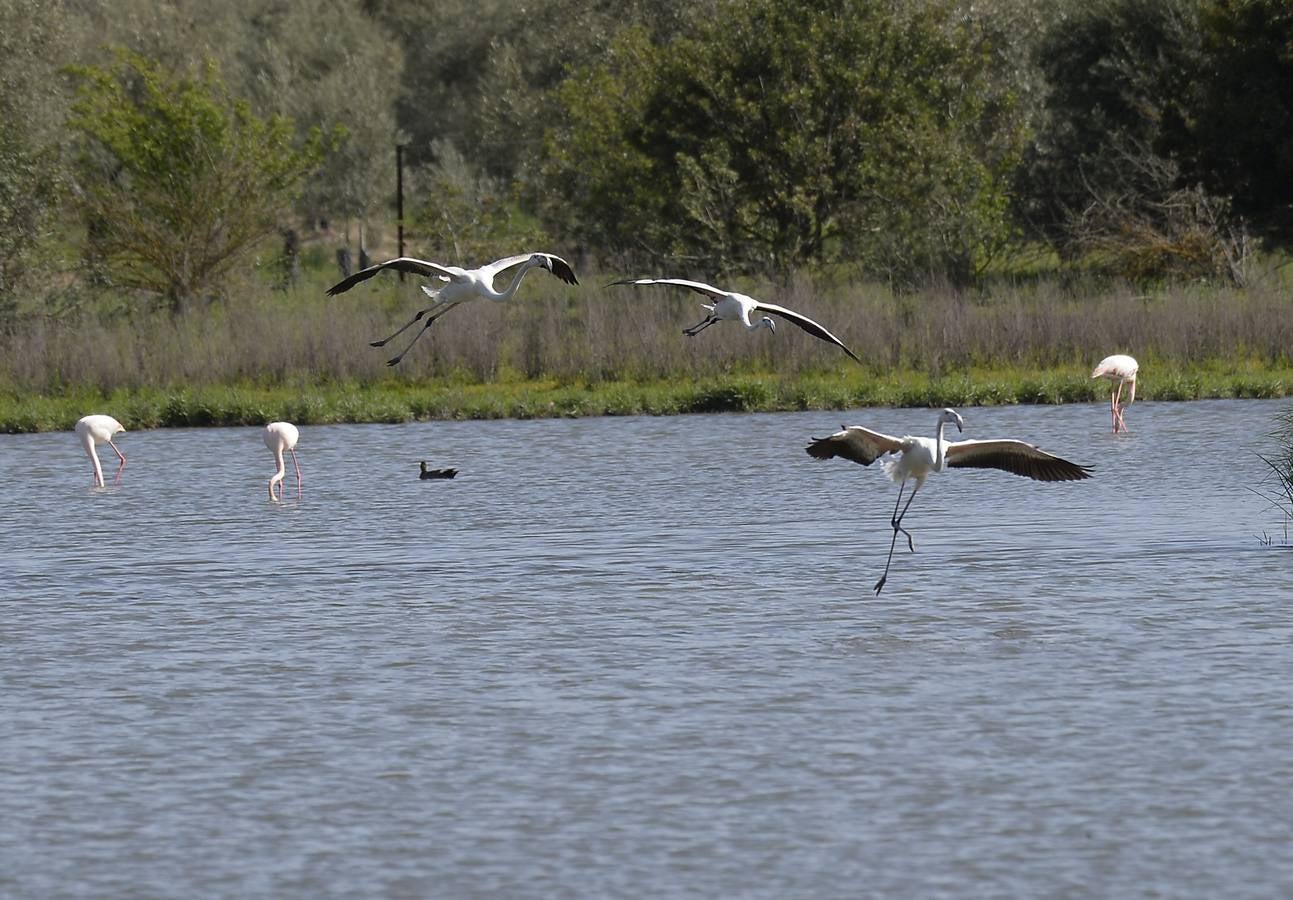 La colonia de flamencos en la laguna de Fuente de Piedra ha aumento en número este año