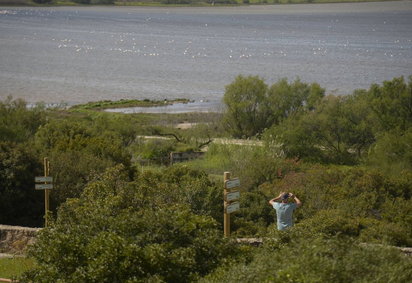 La colonia de flamencos en la laguna de Fuente de Piedra ha aumento en número este año