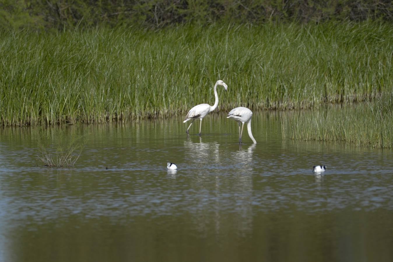 La colonia de flamencos en la laguna de Fuente de Piedra ha aumento en número este año