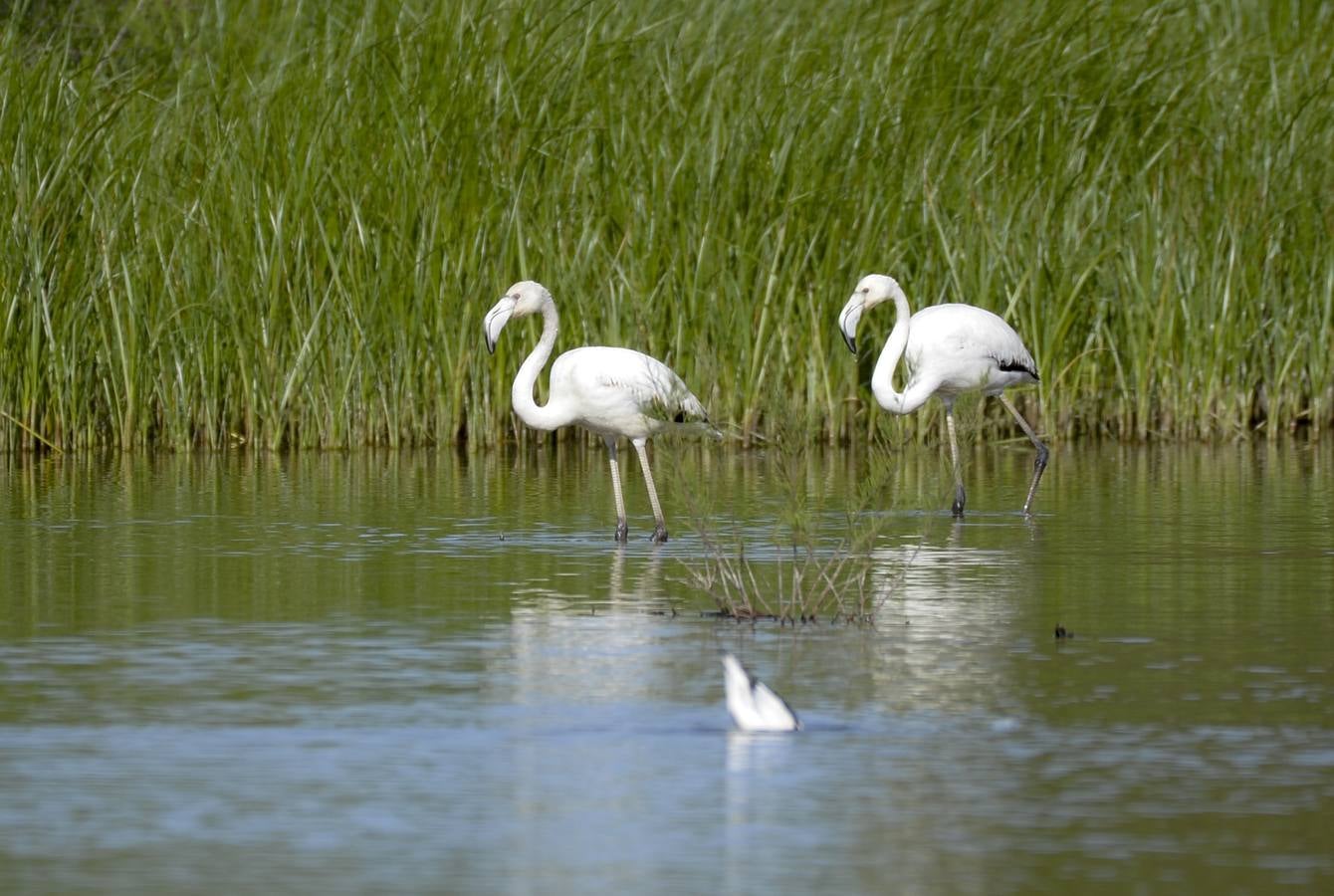 La colonia de flamencos en la laguna de Fuente de Piedra ha aumento en número este año