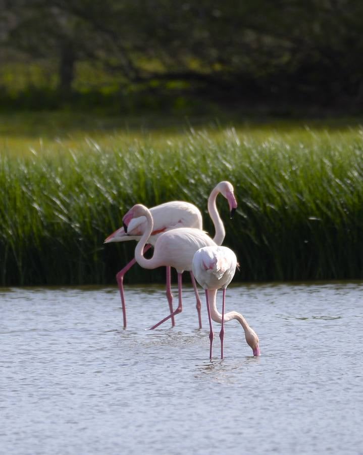 La colonia de flamencos en la laguna de Fuente de Piedra ha aumento en número este año