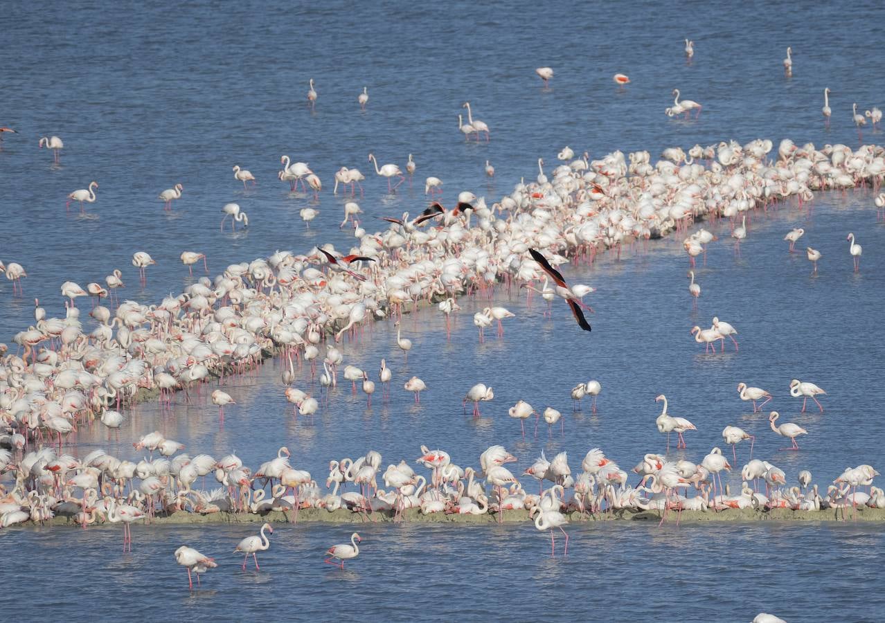 La colonia de flamencos en la laguna de Fuente de Piedra ha aumento en número este año