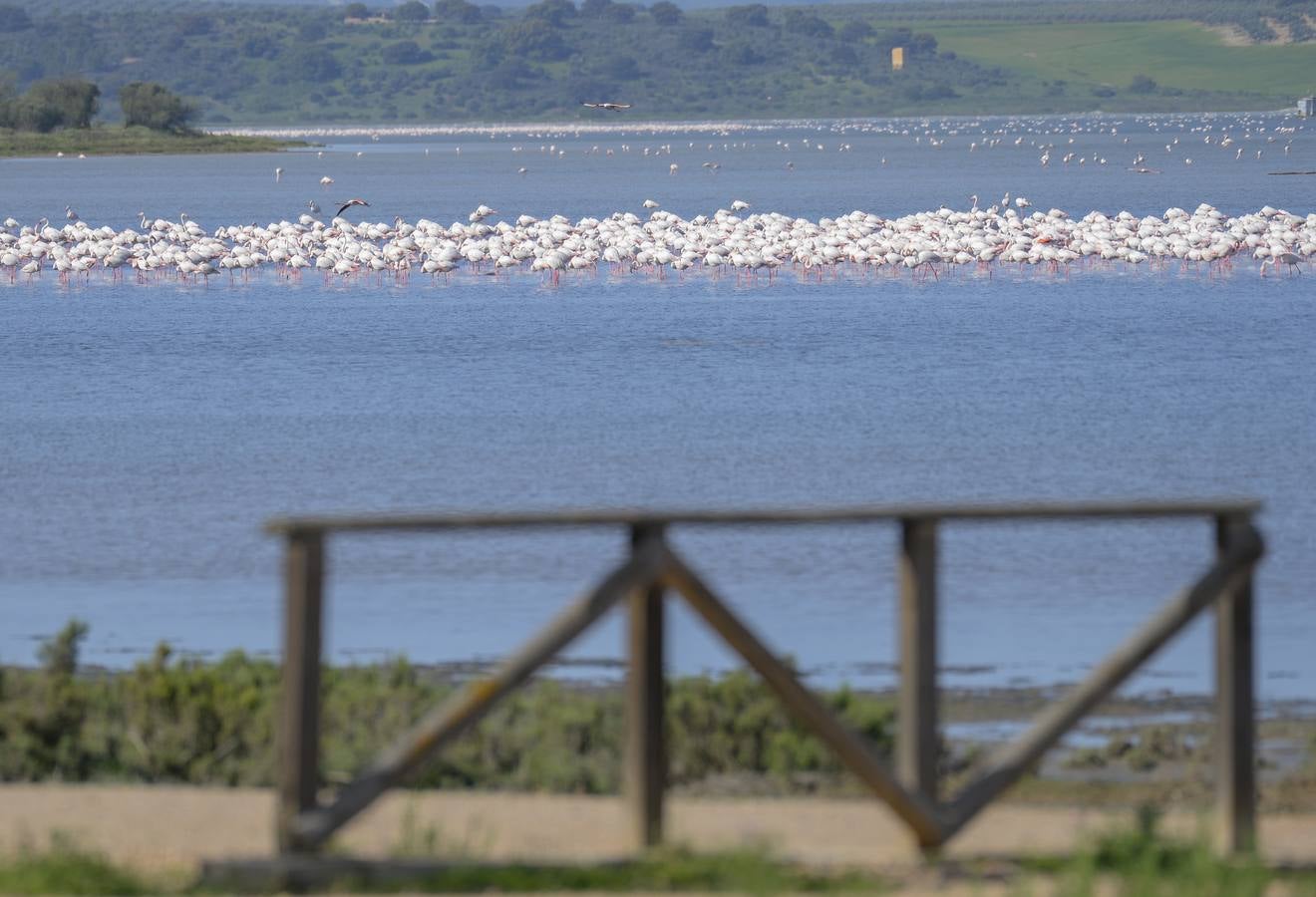 La colonia de flamencos en la laguna de Fuente de Piedra ha aumento en número este año