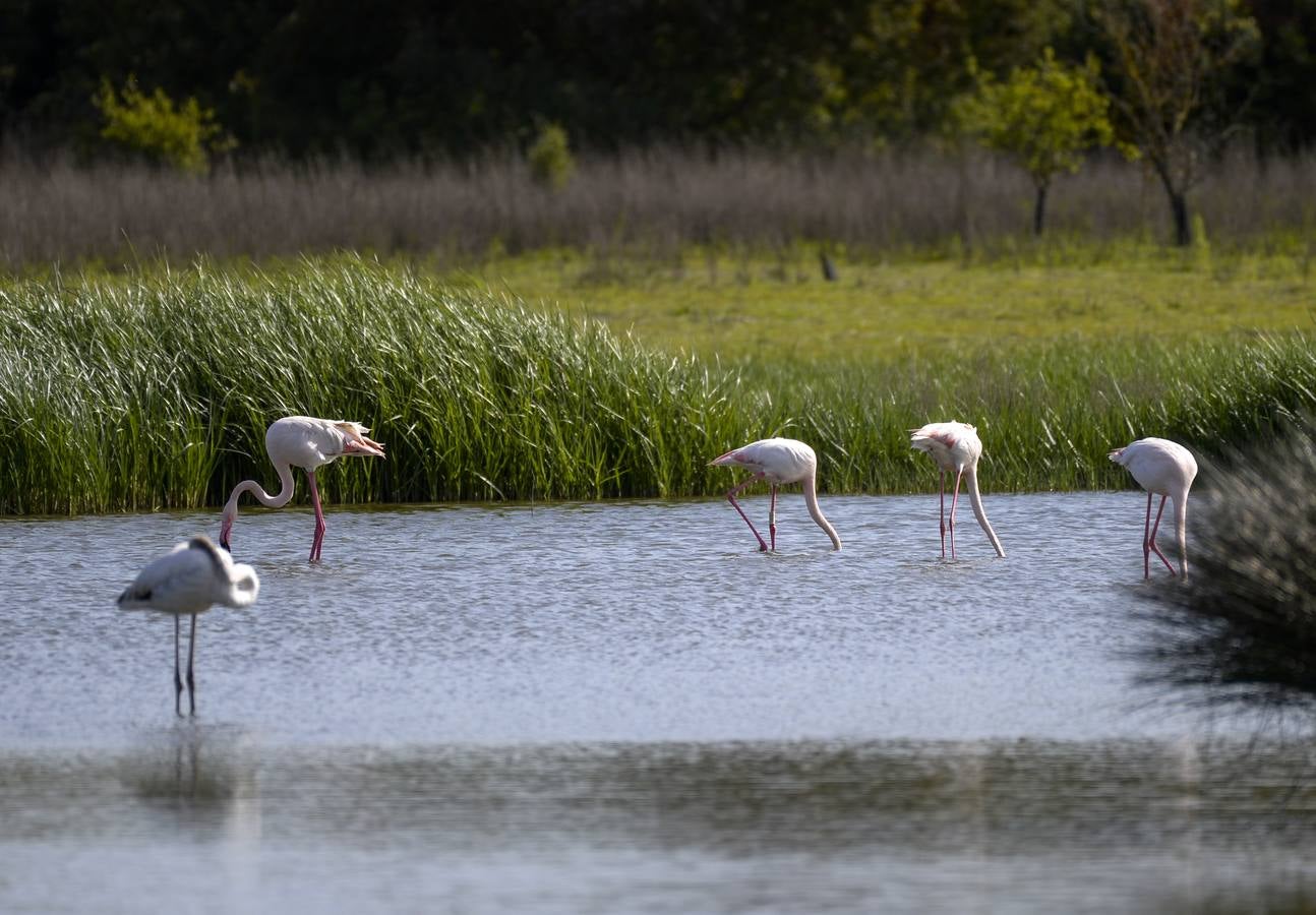 La colonia de flamencos en la laguna de Fuente de Piedra ha aumento en número este año