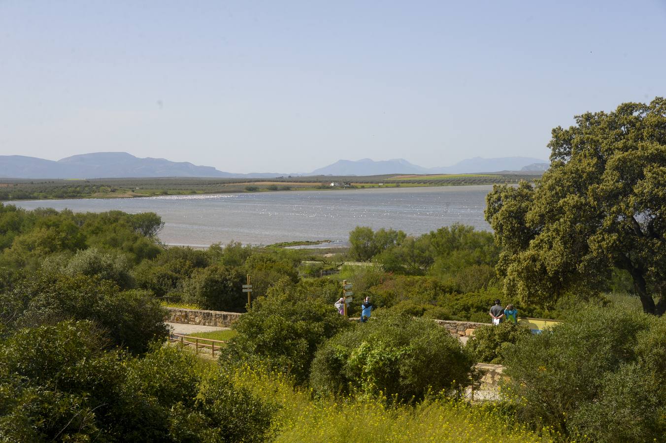 La colonia de flamencos en la laguna de Fuente de Piedra ha aumento en número este año