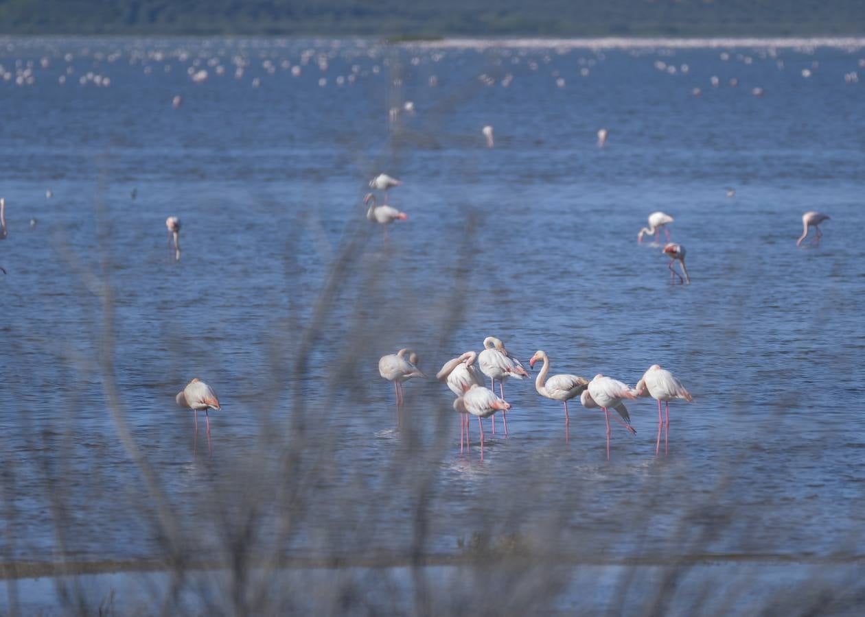 La colonia de flamencos en la laguna de Fuente de Piedra ha aumento en número este año