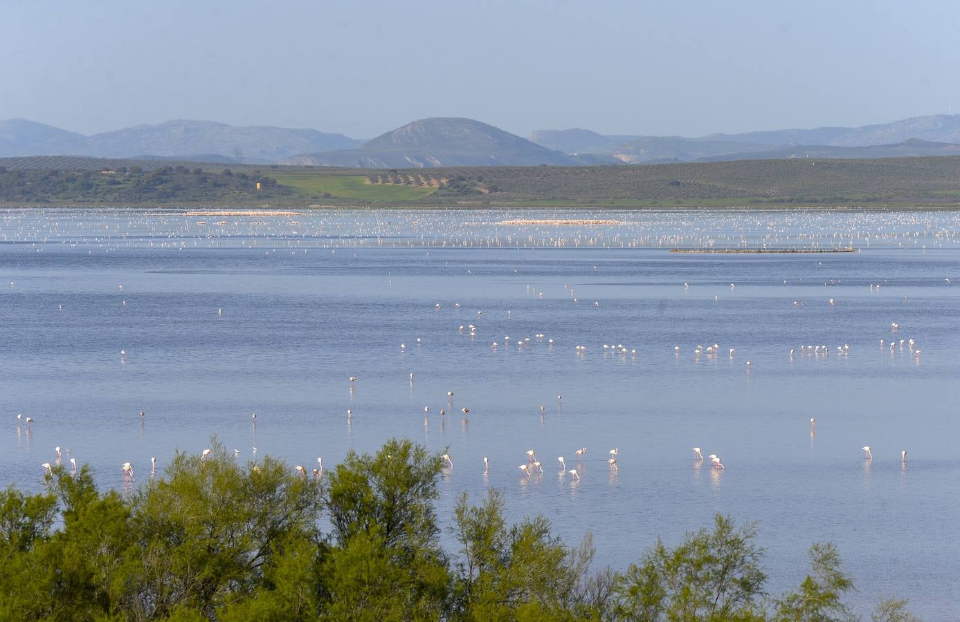 La colonia de flamencos en la laguna de Fuente de Piedra ha aumento en número este año