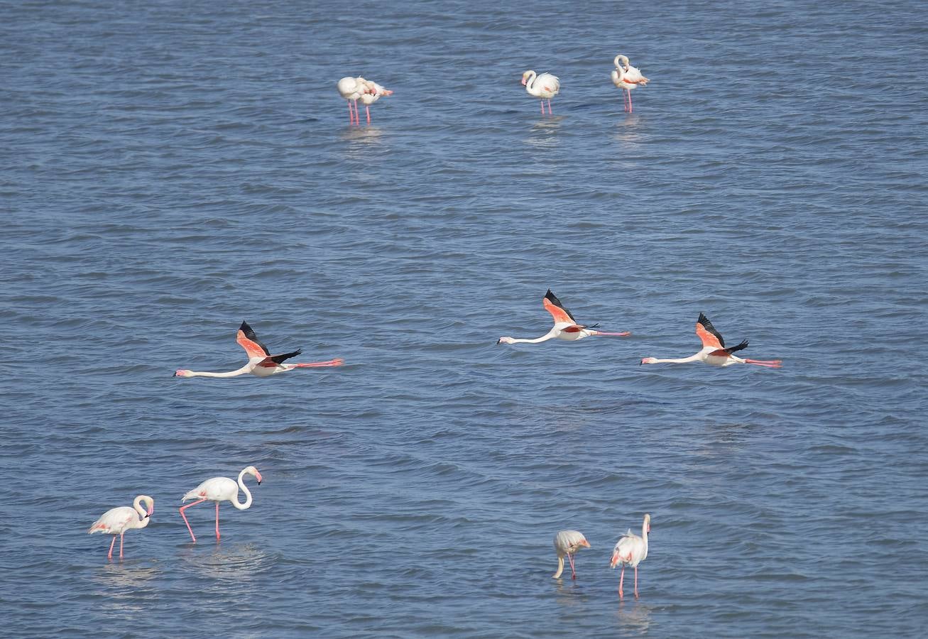 La colonia de flamencos en la laguna de Fuente de Piedra ha aumento en número este año