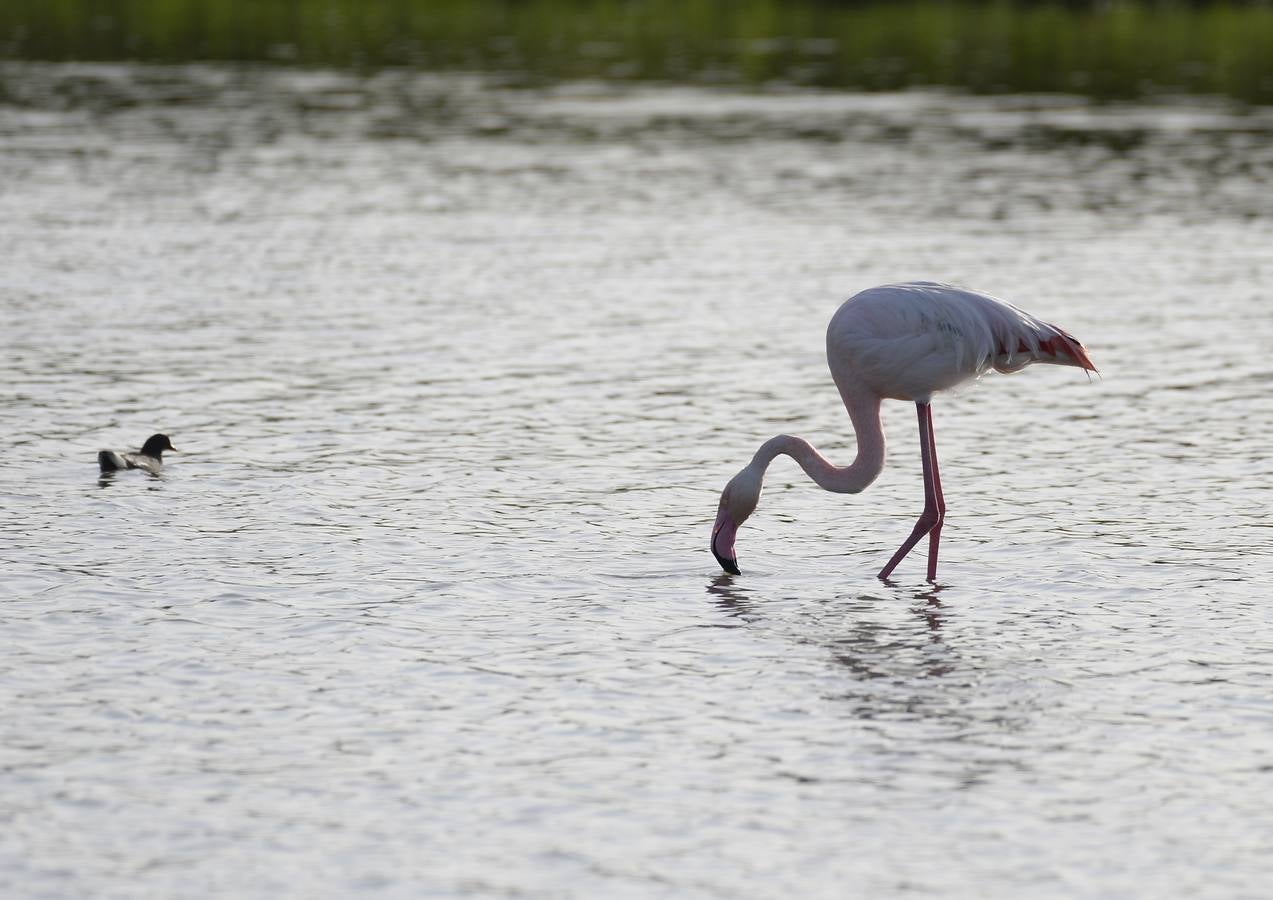 La colonia de flamencos en la laguna de Fuente de Piedra ha aumento en número este año