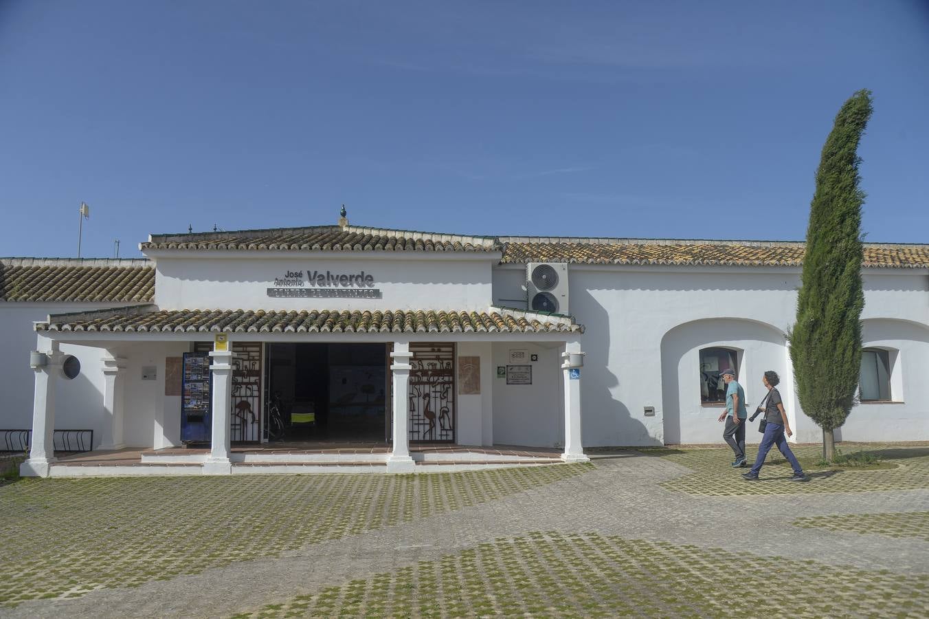 La colonia de flamencos en la laguna de Fuente de Piedra ha aumento en número este año