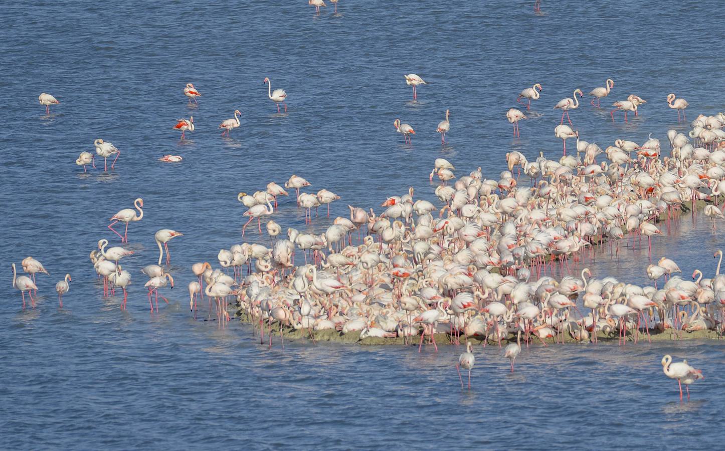 La colonia de flamencos en la laguna de Fuente de Piedra ha aumento en número este año