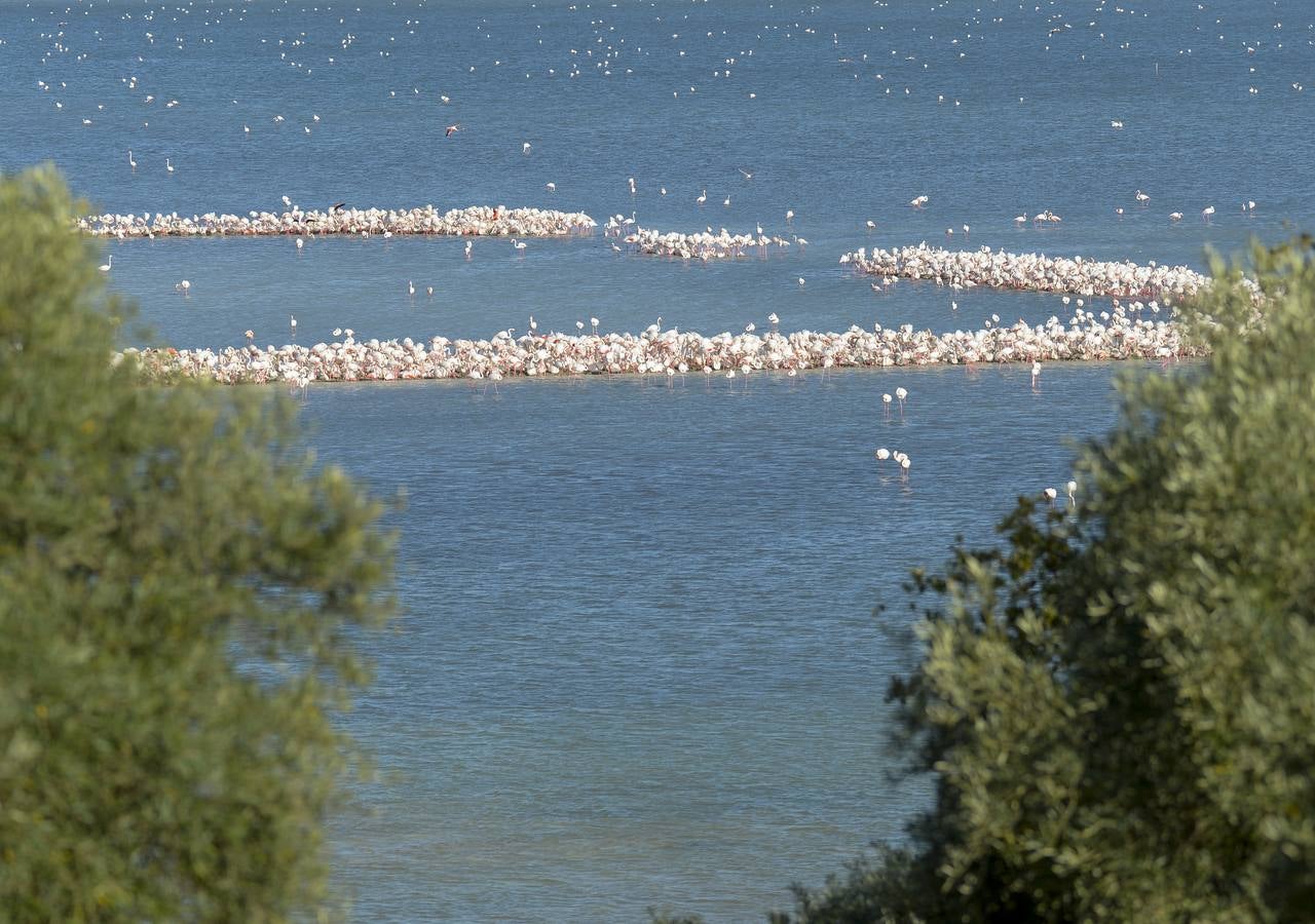 La colonia de flamencos en la laguna de Fuente de Piedra ha aumento en número este año