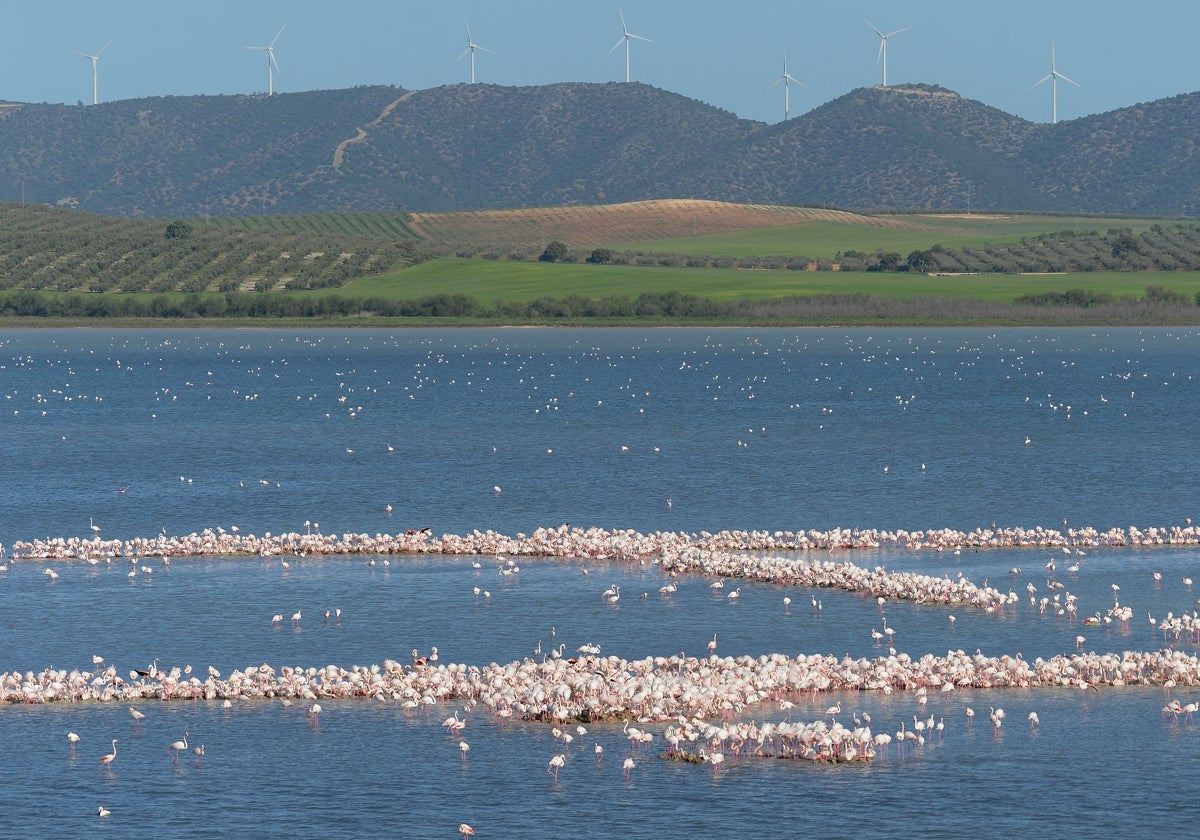 La colonia de flamencos en la laguna de Fuente de Piedra ha aumento en número este año