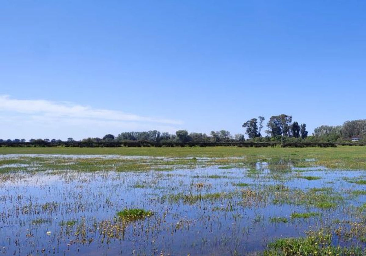 Marismas de Doñana tras las últimas lluvias de esta primavera